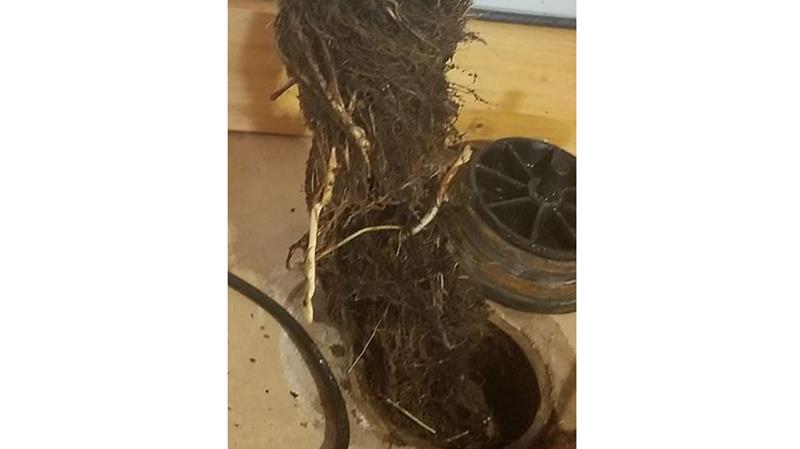 A large clump of tangled tree roots is being pulled out of a round drain opening in a concrete floor, with a black drain cover and a wooden surface nearby.